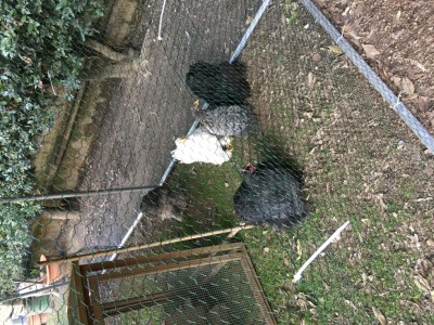 810B9C9B-C70E-4F3A-8188-6D49A8DC885E.jpeg (232.12 KiB) Osservato 572 volte 810B9C9B-C70E-4F3A-8188-6D49A8DC885E.jpeg