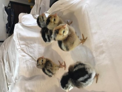 araucana 4.jpg (62.37 KiB) Osservato 694 volte araucana 4.jpg