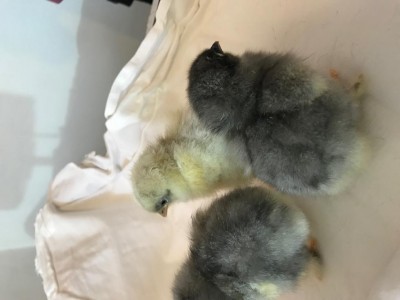 marans 8.jpg (53.01 KiB) Osservato 850 volte marans 8.jpg