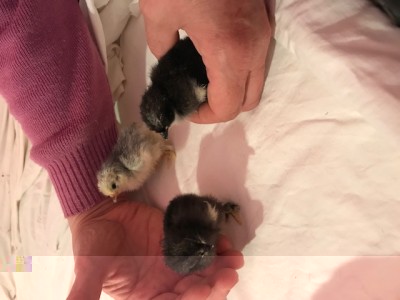 cocincine 2.jpg (67.07 KiB) Osservato 694 volte cocincine 2.jpg