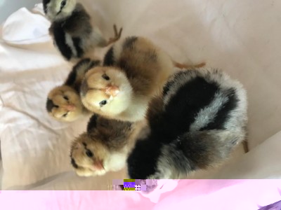 araucana 9.jpg (52.69 KiB) Osservato 694 volte araucana 9.jpg