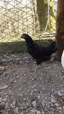 Valdarno? / IMG_20180417_163659390.jpg IMG_20180417_163659390.jpg