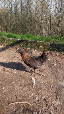 Livorno collo oro? / IMG_20180417_173515649.jpg IMG_20180417_173515649.jpg