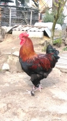 IMAG1933.jpg (194.13 KiB) Osservato 787 volte IMAG1933.jpg