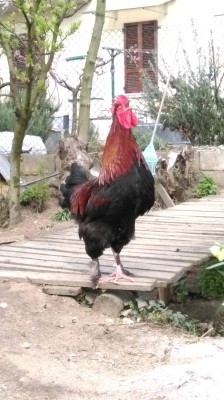 IMAG1932.jpg (188.65 KiB) Osservato 787 volte IMAG1932.jpg