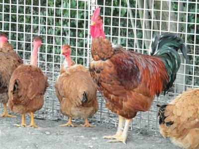 kaito.jpg (141.58 KiB) Osservato 1176 volte kaito.jpg