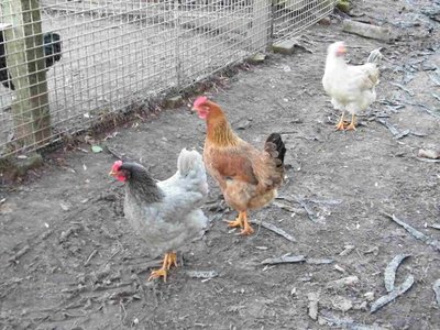 siciliane.jpg (86.59 KiB) Osservato 1176 volte siciliane.jpg