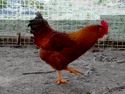 figlio kaito.jpg (107.64 KiB) Osservato 1213 volte figlio kaito.jpg