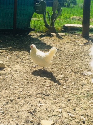 gallinella bianca 1.jpg