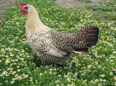 _IMG_000000_000000.jpg (132.85 KiB) Osservato 507 volte _IMG_000000_000000.jpg