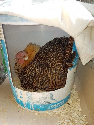 _IMG_000000_000000.jpg (109.5 KiB) Osservato 629 volte _IMG_000000_000000.jpg