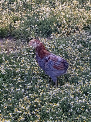 _IMG_000000_000000.jpg (160.29 KiB) Osservato 783 volte _IMG_000000_000000.jpg