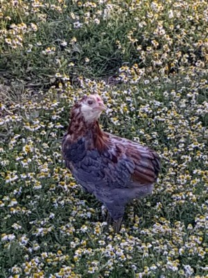 IMG_20180511_230716013.jpg (133.87 KiB) Osservato 783 volte IMG_20180511_230716013.jpg