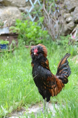 DSC_1321.jpg (202.64 KiB) Osservato 690 volte DSC_1321.jpg