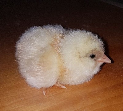 _IMG_000000_000000.jpg (55.87 KiB) Osservato 1042 volte _IMG_000000_000000.jpg