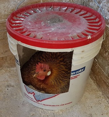 IMG_20180526_060020866.jpg (114.46 KiB) Osservato 1360 volte IMG_20180526_060020866.jpg