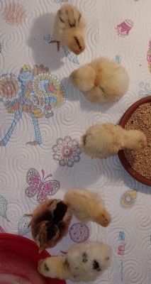 IMG_20180526_060028944.jpg (81.17 KiB) Osservato 1359 volte IMG_20180526_060028944.jpg