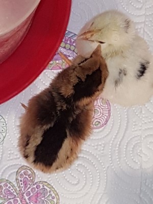 _IMG_000000_000000.jpg (63.75 KiB) Osservato 1359 volte _IMG_000000_000000.jpg