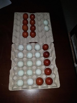 20180605_161404.jpg (74.82 KiB) Osservato 1206 volte 20180605_161404.jpg