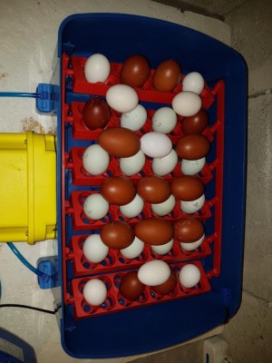 20180606_161654.jpg (93.45 KiB) Osservato 1206 volte 20180606_161654.jpg