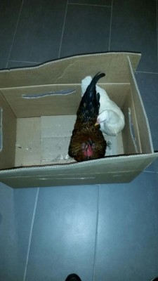 scemo e scemotta appena arrivati / WhatsApp Image 2018-01-14 at 10.33.38 PM.jpeg WhatsApp Image 2018-01-14 at 10.33.38 PM.jpeg