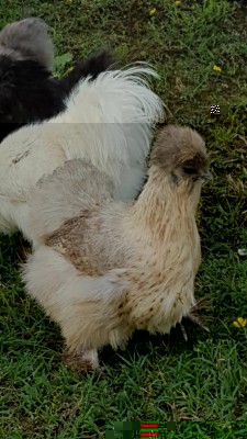 IMG-20180628-WA0017.jpg (101 KiB) Osservato 552 volte IMG-20180628-WA0017.jpg