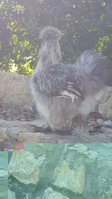 IMG-20180628-WA0018.jpg (105.7 KiB) Osservato 550 volte IMG-20180628-WA0018.jpg