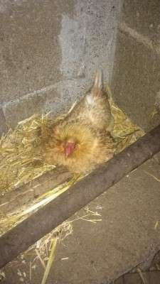 IMG-20180702-WA0021.jpg (94.02 KiB) Osservato 531 volte IMG-20180702-WA0021.jpg