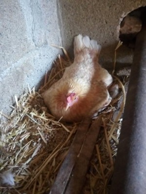 IMG_20180703_102628.jpg (92.37 KiB) Osservato 533 volte IMG_20180703_102628.jpg