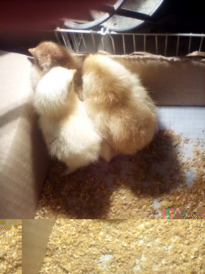 IMG_20180726_231804.jpg (203 KiB) Osservato 412 volte IMG_20180726_231804.jpg