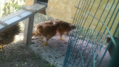 P_20180801_092124.jpg (90.86 KiB) Osservato 530 volte P_20180801_092124.jpg