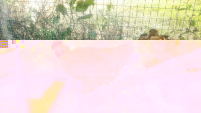 questo pare già abbastanza grande e, infatti, si atteggia già a galletto, beccando l'altro pollo / P_20180801_092212.jpg P_20180801_092212.jpg