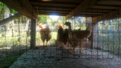 P_20180801_092048.jpg (101.14 KiB) Osservato 530 volte P_20180801_092048.jpg