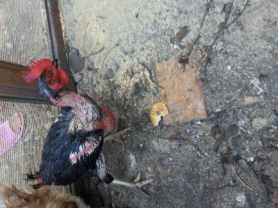 1534946582959-1666916980.jpg (144.01 KiB) Osservato 556 volte 1534946582959-1666916980.jpg