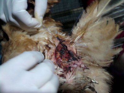 Foto-0067 - Copia.jpg (115.47 KiB) Osservato 2327 volte Foto-0067 - Copia.jpg