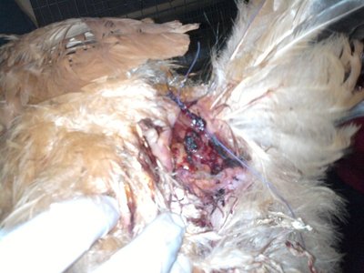 Foto-0069 - Copia.jpg (147.28 KiB) Osservato 2327 volte Foto-0069 - Copia.jpg