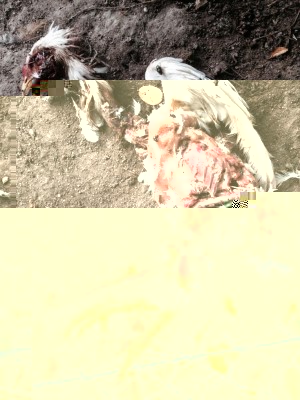 image.jpg (194.83 KiB) Osservato 1079 volte image.jpg