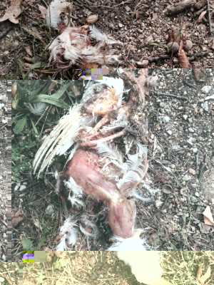 image.jpg (219.02 KiB) Osservato 1079 volte image.jpg