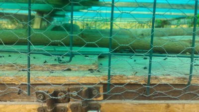 P_20180922_083917.jpg (105.73 KiB) Osservato 596 volte P_20180922_083917.jpg