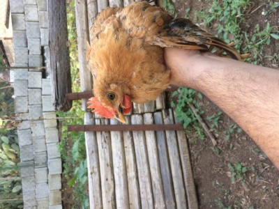 Gallo o gallina? / 2C87267E-A701-48E1-8CEE-80F216A9F612.jpeg 2C87267E-A701-48E1-8CEE-80F216A9F612.jpeg