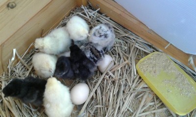 11.jpg (84.55 KiB) Osservato 721 volte 11.jpg