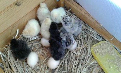 12.jpg (77.7 KiB) Osservato 721 volte 12.jpg