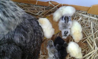 7.jpg (89.06 KiB) Osservato 721 volte 7.jpg