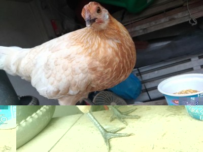 P_20181105_130233_vHDR_On.jpg (79.55 KiB) Osservato 665 volte P_20181105_130233_vHDR_On.jpg