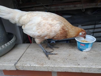 P_20181105_130230_vHDR_On.jpg (83.68 KiB) Osservato 665 volte P_20181105_130230_vHDR_On.jpg