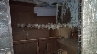 Livornesi / P_20181021_184514.jpg P_20181021_184514.jpg