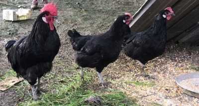 IMG_5313.JPG (121.47 KiB) Osservato 1137 volte IMG_5313.JPG