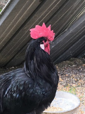 IMG_5318.JPG (121.17 KiB) Osservato 1137 volte IMG_5318.JPG