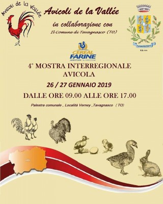 Mostra Avicoli de la Vallee.jpg (76.15 KiB) Osservato 604 volte Mostra Avicoli de la Vallee.jpg