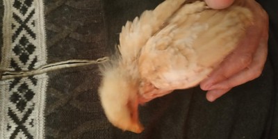 IMG_20190109_222934.jpg (48.78 KiB) Osservato 1311 volte IMG_20190109_222934.jpg